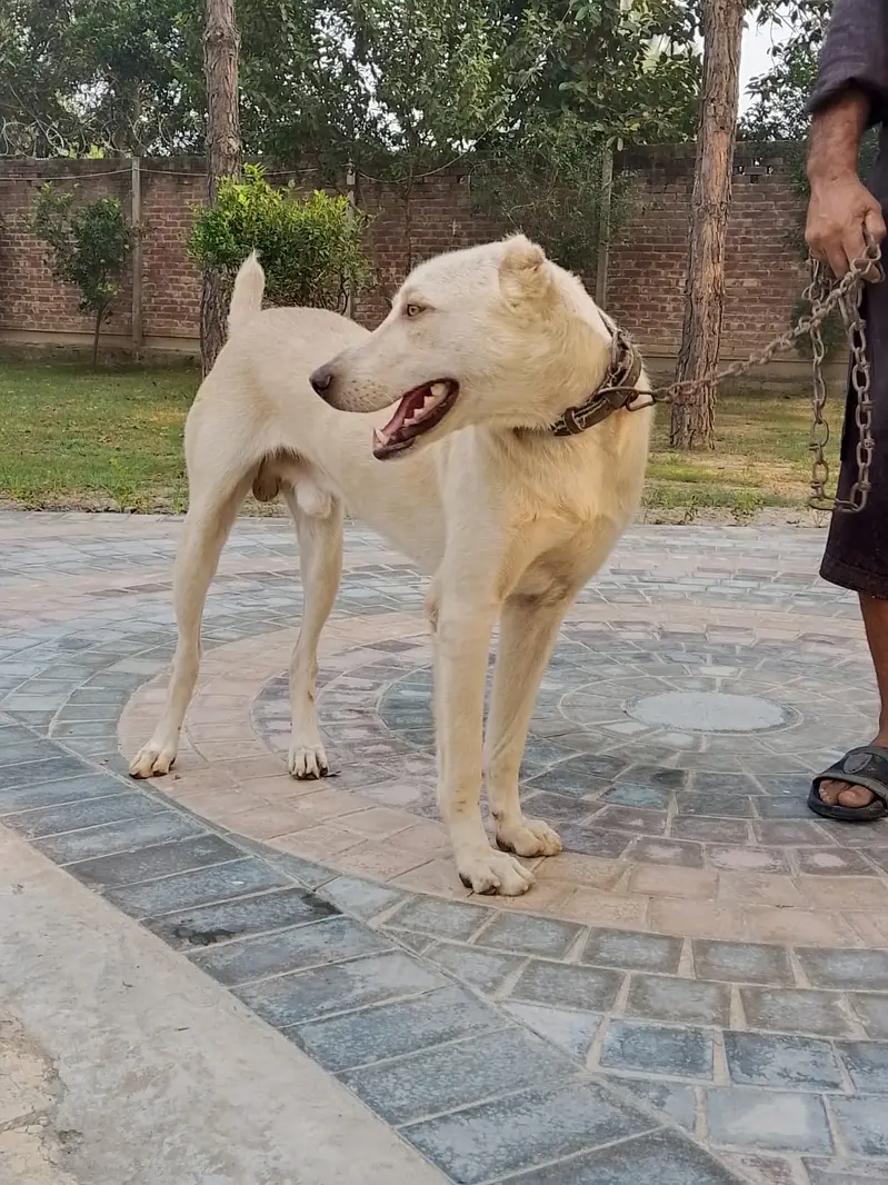 Afghan kuchi for sale 0300 6168680 — photo 2