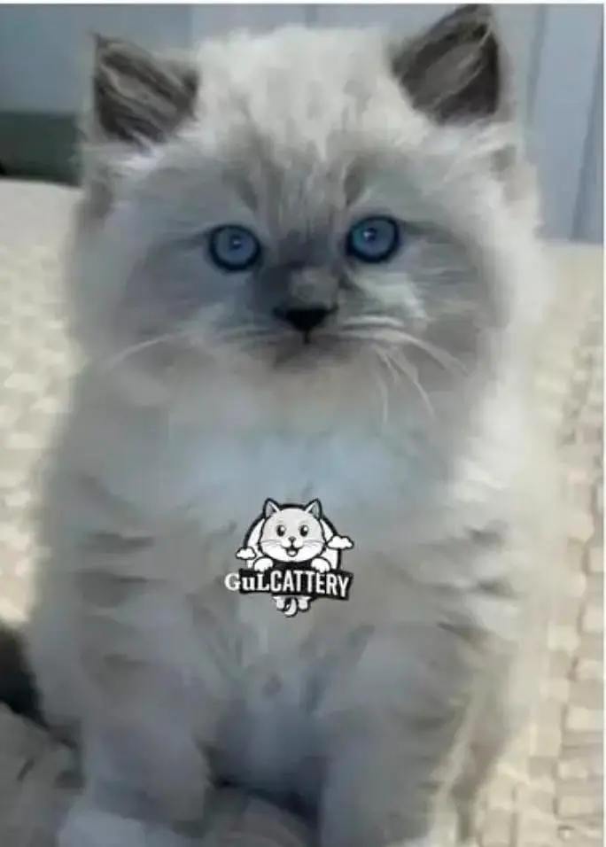 Persian British punch face piki face kitten cat available — photo 8