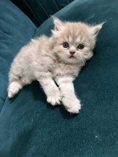 Persian doll house kitten