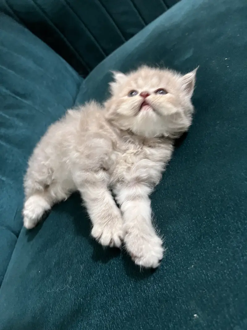 Persian doll house kitten — photo 2