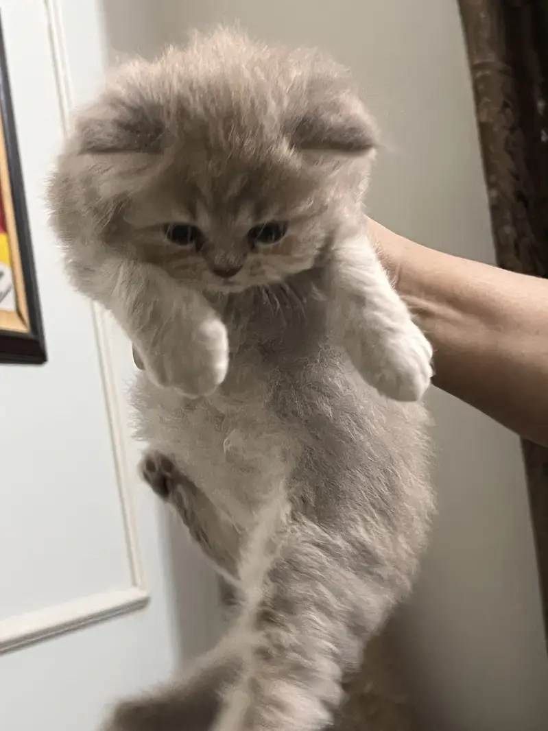 Persian doll house kitten — photo 3