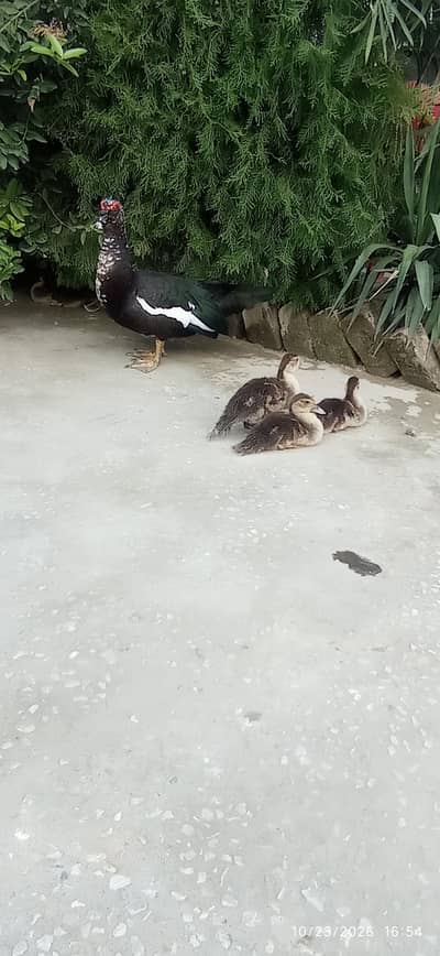 Ducklings