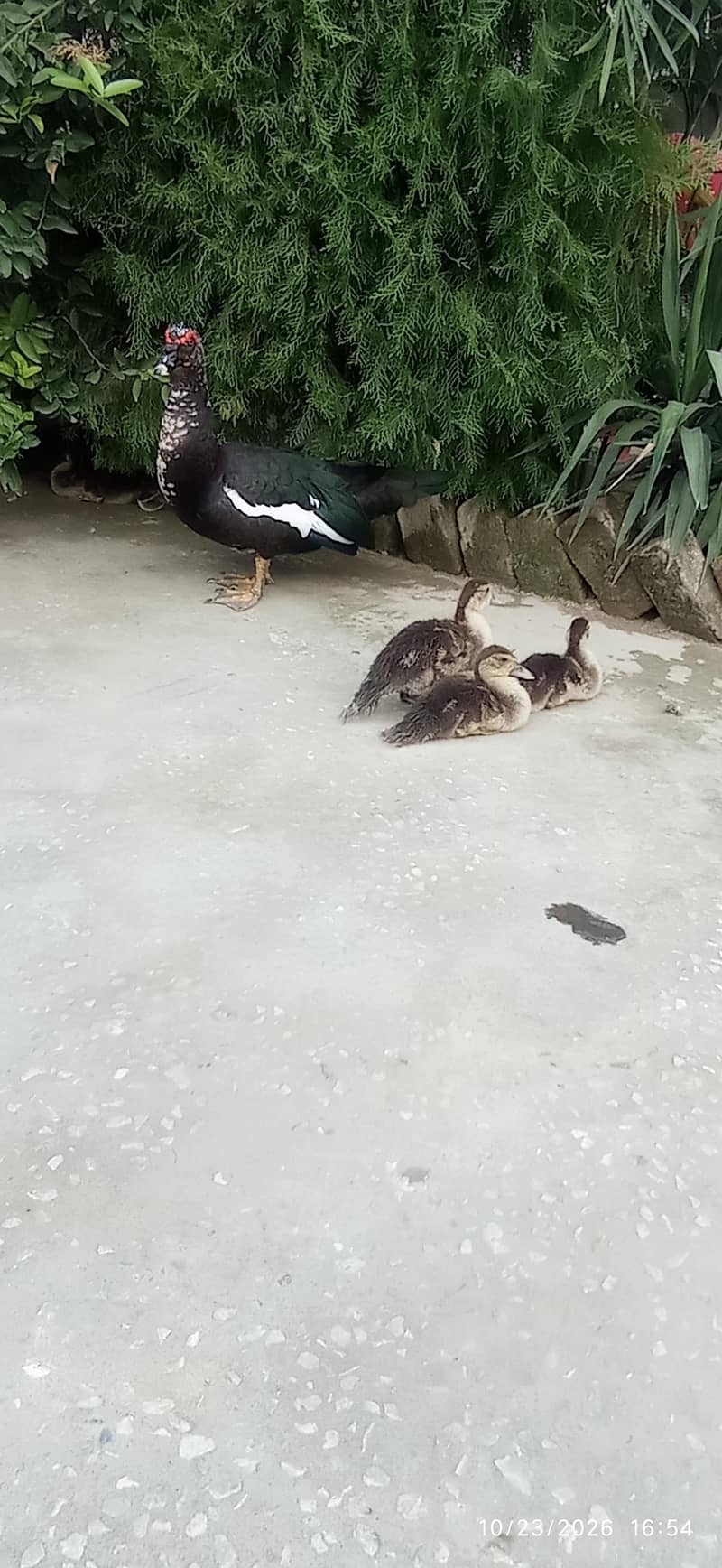 Ducklings 0