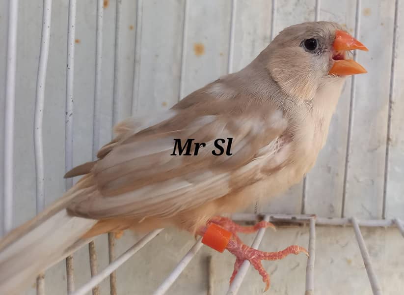 mutation 1