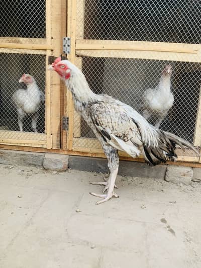 Pure Aseel patha for sale homebreed