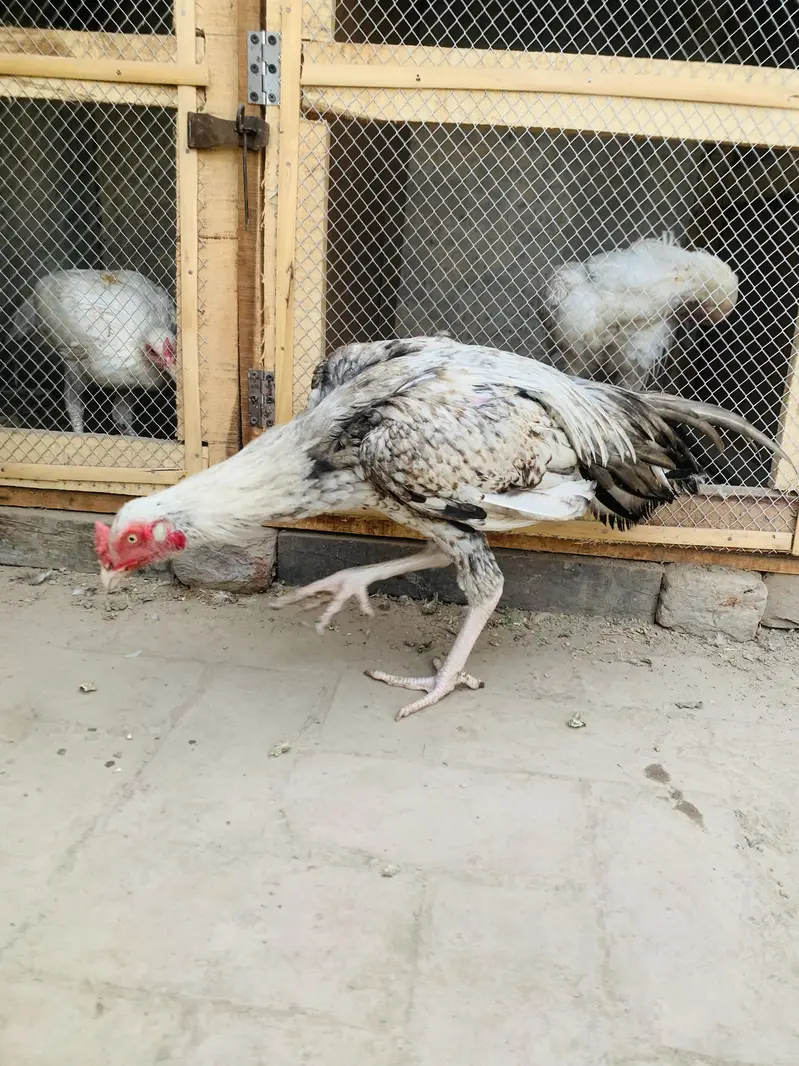 Pure Aseel patha for sale homebreed and pure Hera Mandi for sale — photo 2