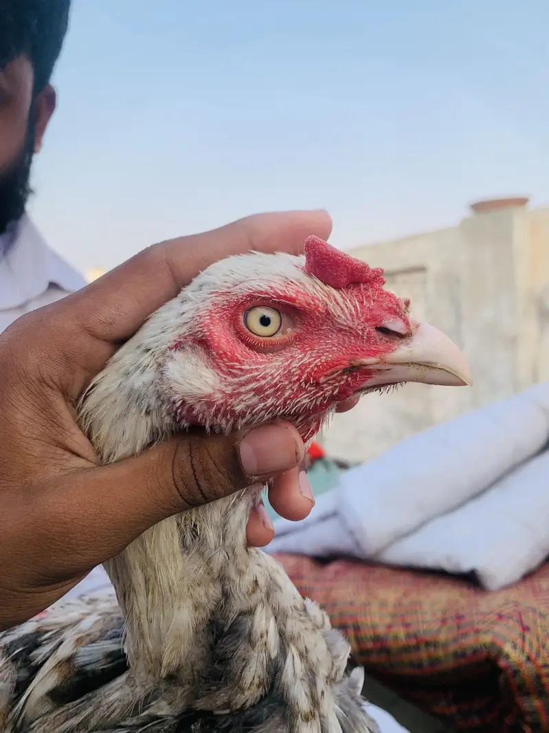 Pure Aseel patha for sale homebreed and pure Hera Mandi for sale — photo 5
