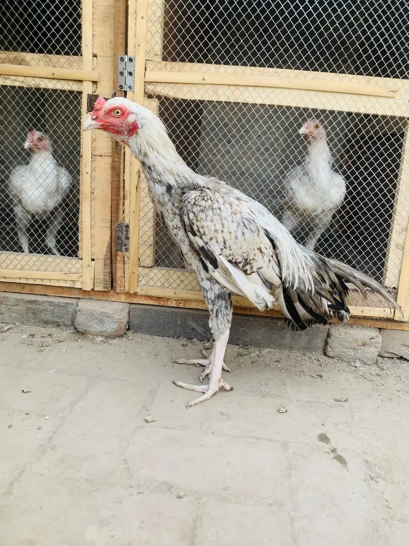 Pure Aseel patha for sale homebreed and pure Hera Mandi for sale — photo 6