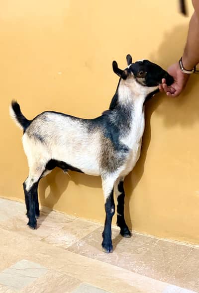 Teddy Bakra - Breader Quality - Active & Healthy - Available for Sale