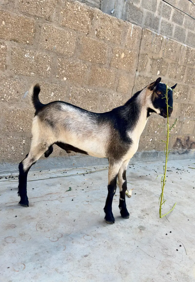 Teddy Bakra - Breader Quality - Active & Healthy - Available for Sale — photo 2