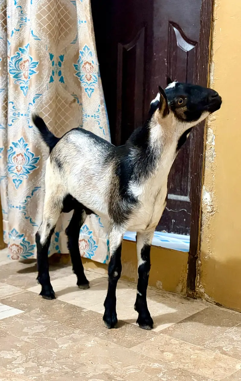 Teddy Bakra - Breader Quality - Active & Healthy - Available for Sale — photo 3