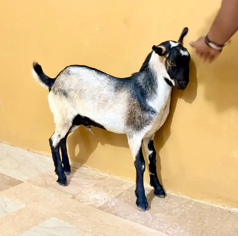 Teddy Bakra - Breader Quality - Active & Healthy - Available for Sale — photo 4