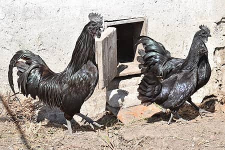 Ayam Cemani Chicks for Sale – 3 Days Old  2۔ Description