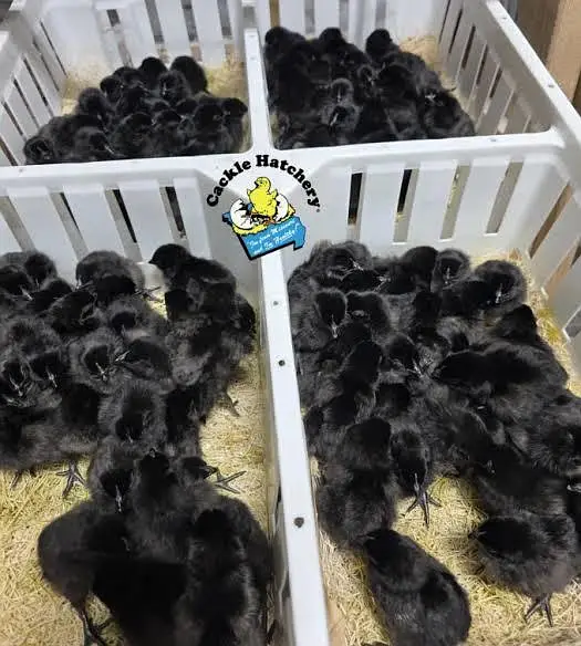 Ayam Cemani Chicks for Sale – 3 Days Old  2۔ Description — photo 2