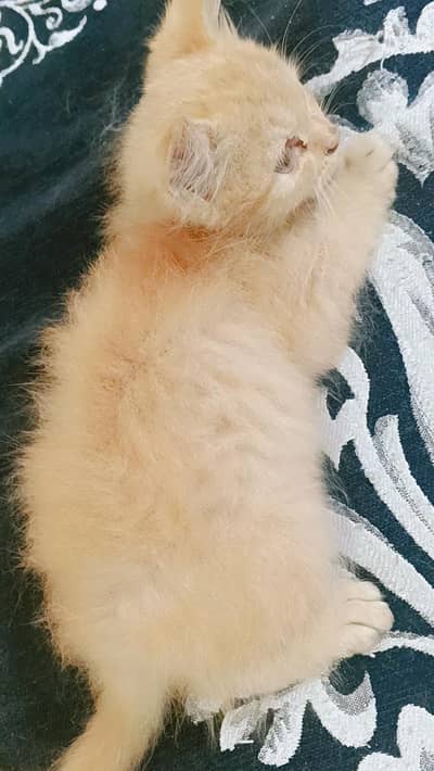 persian kittens for sale