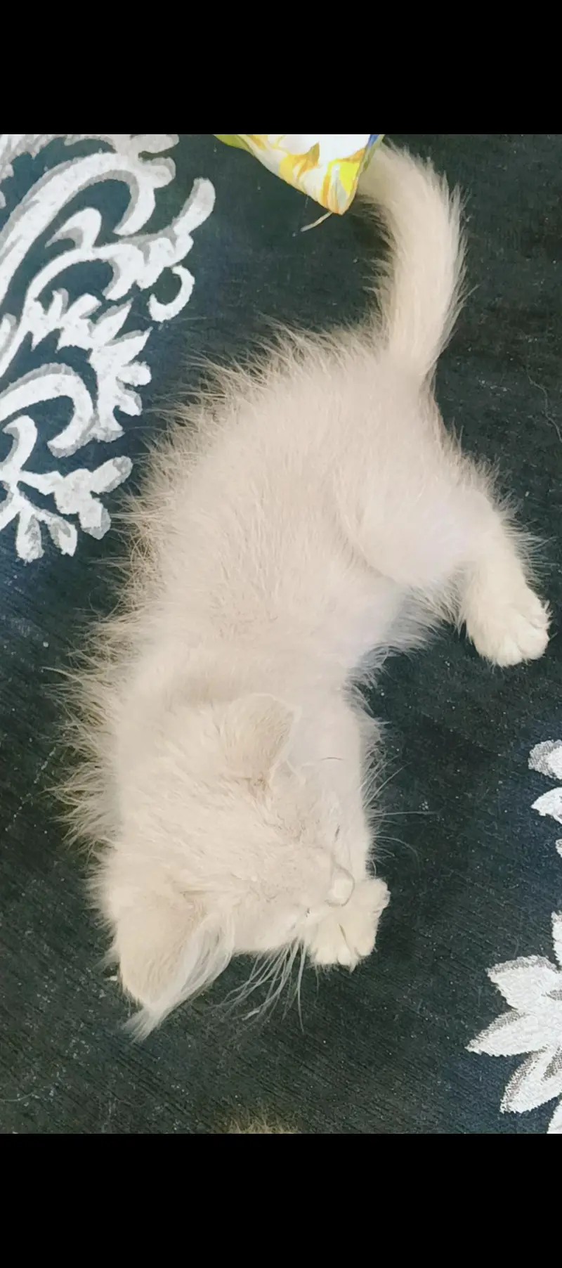 persian kittens for sale — photo 2