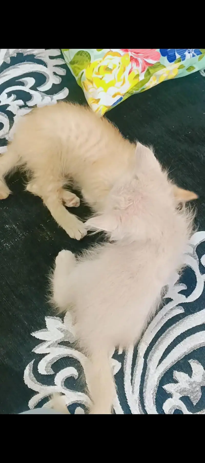 persian kittens for sale — photo 3