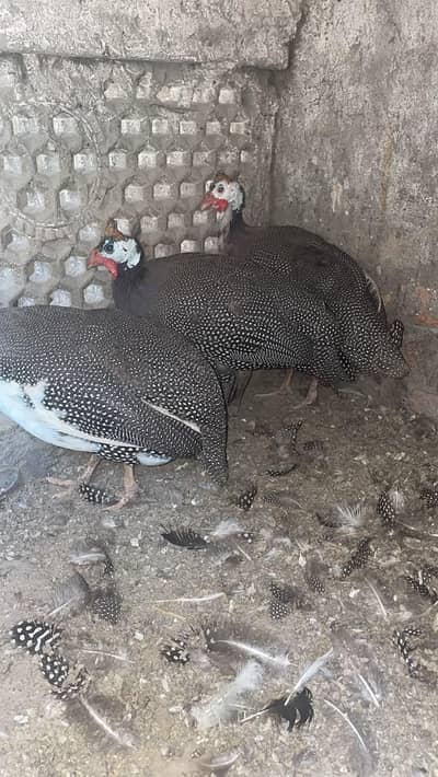 guinea fowl