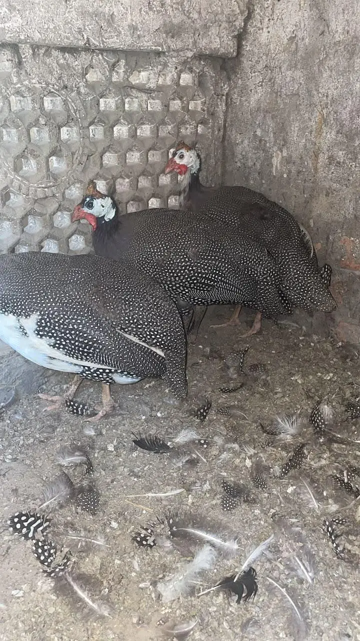 guinea fowl — photo 2