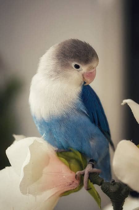 love bird 0
