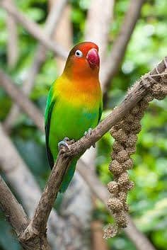 love bird 1