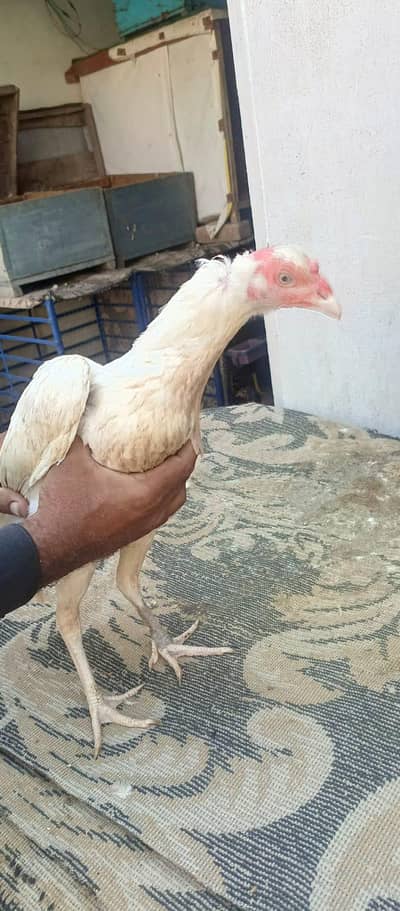 Pure White Heera Morgi For Sale. .