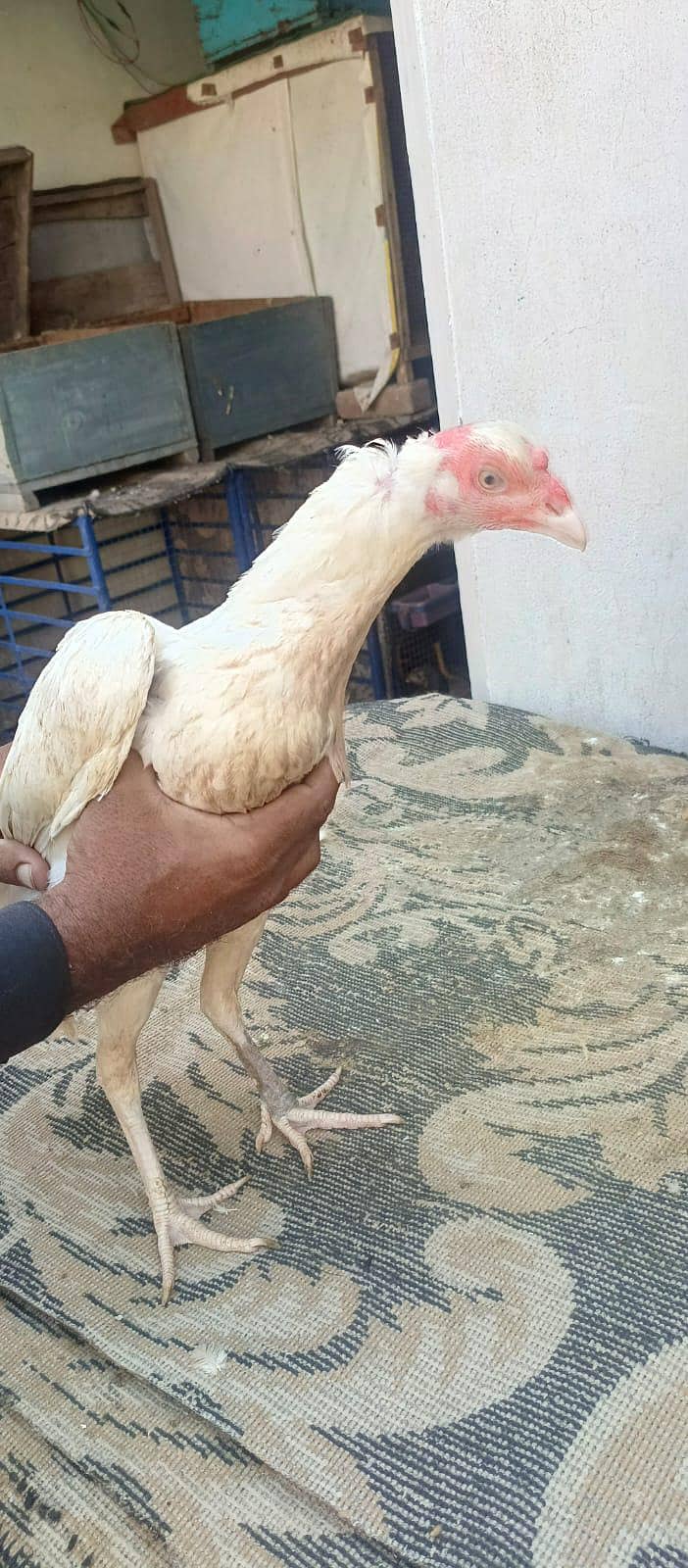 Pure White Heera Morgi For Sale. . - Hens - 1120798342