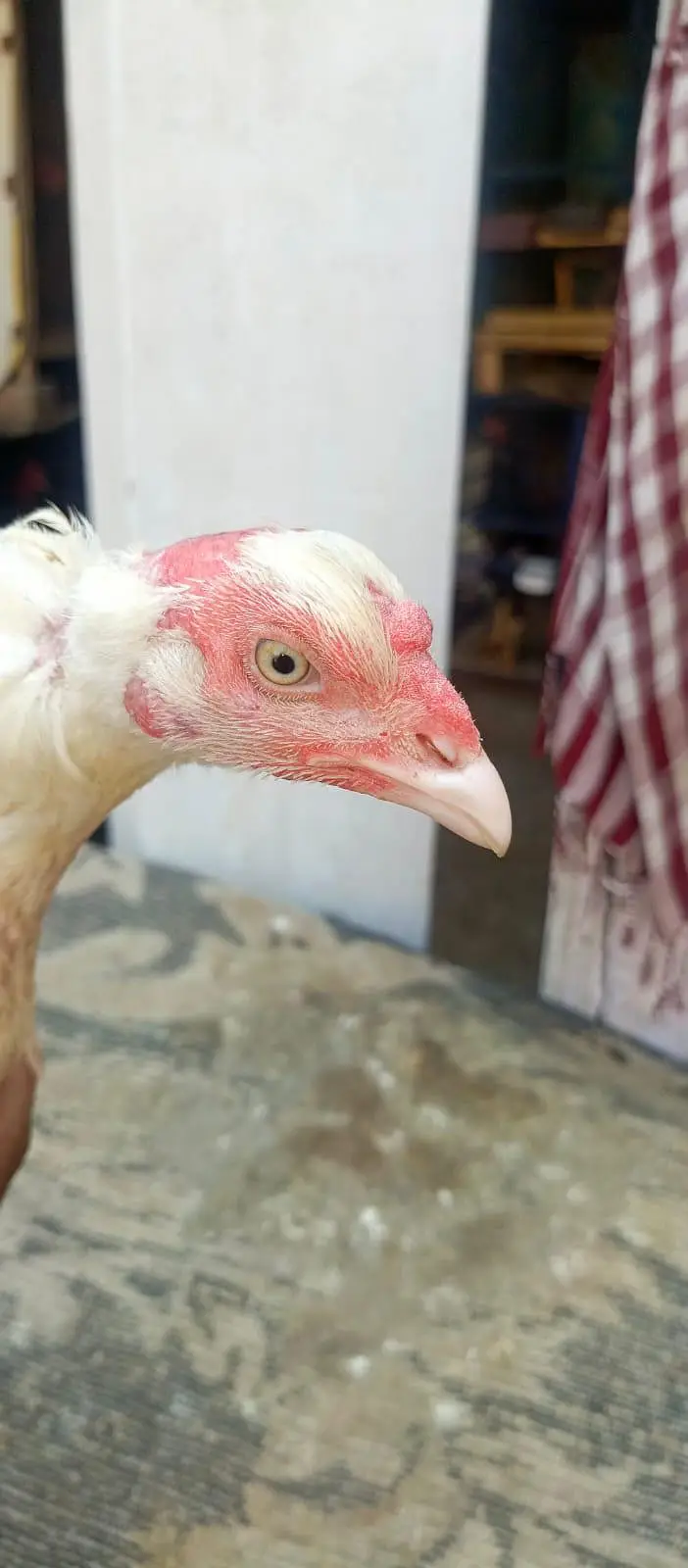 Pure White Heera Morgi For Sale. . — photo 2