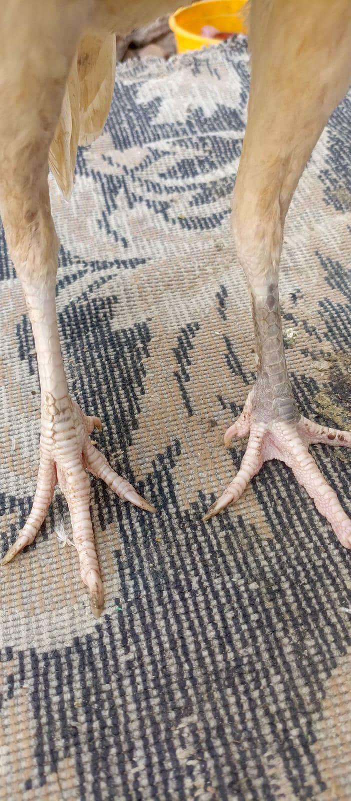 Pure White Heera Morgi For Sale. . - Hens - 1120798342