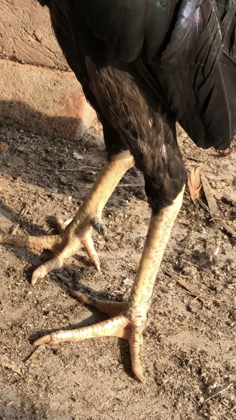 High quality Mianwali aseel — photo 5