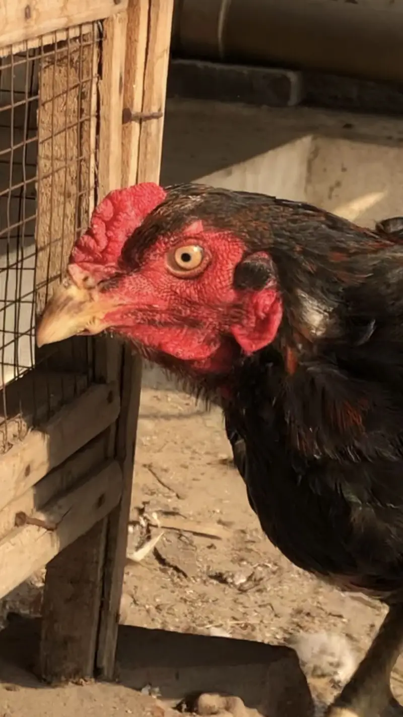 High quality Mianwali aseel — photo 6