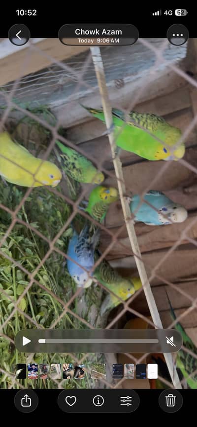BUGGIES 5 PAIR FOR SALE