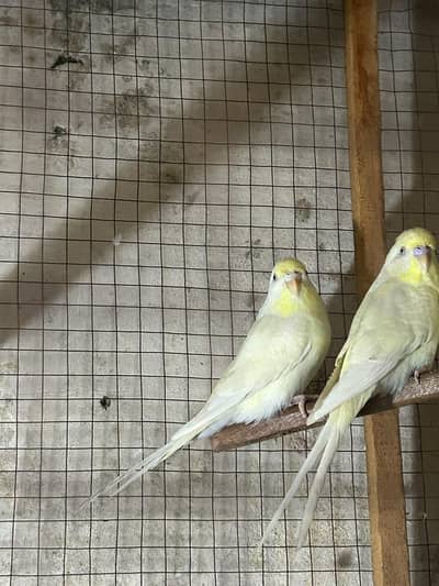 Australian budgies rainbow split red eyes breeder pair