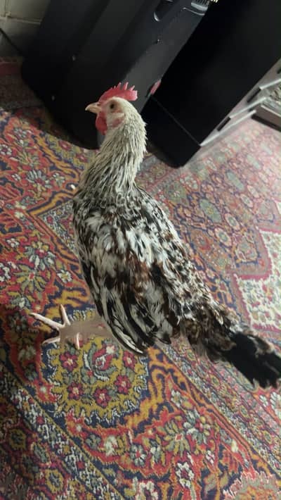 Hen Male (morgah)