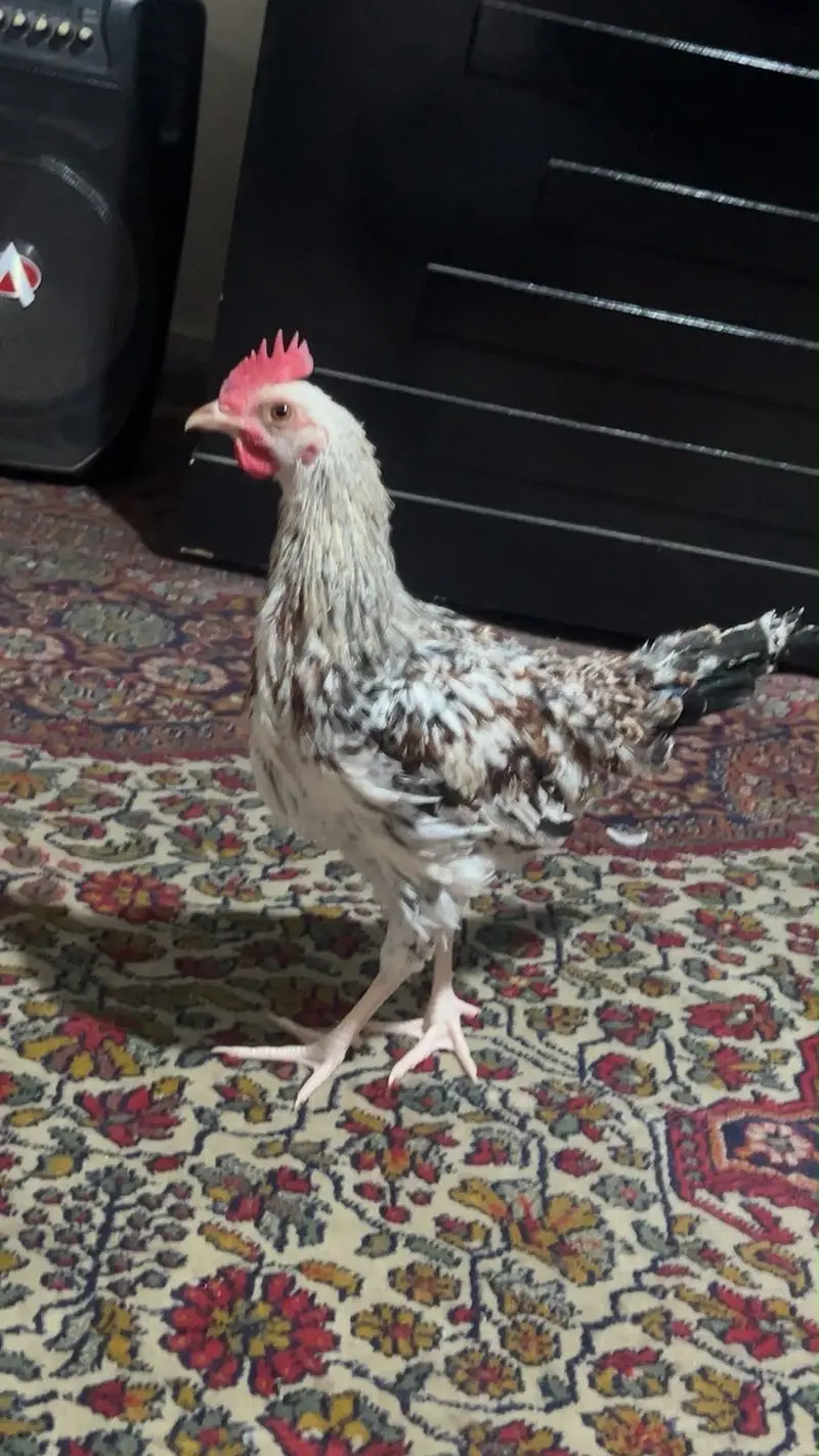 Hen Male (morgah) — photo 2