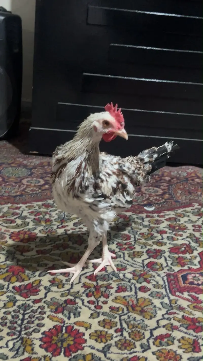 Hen Male (morgah) — photo 3