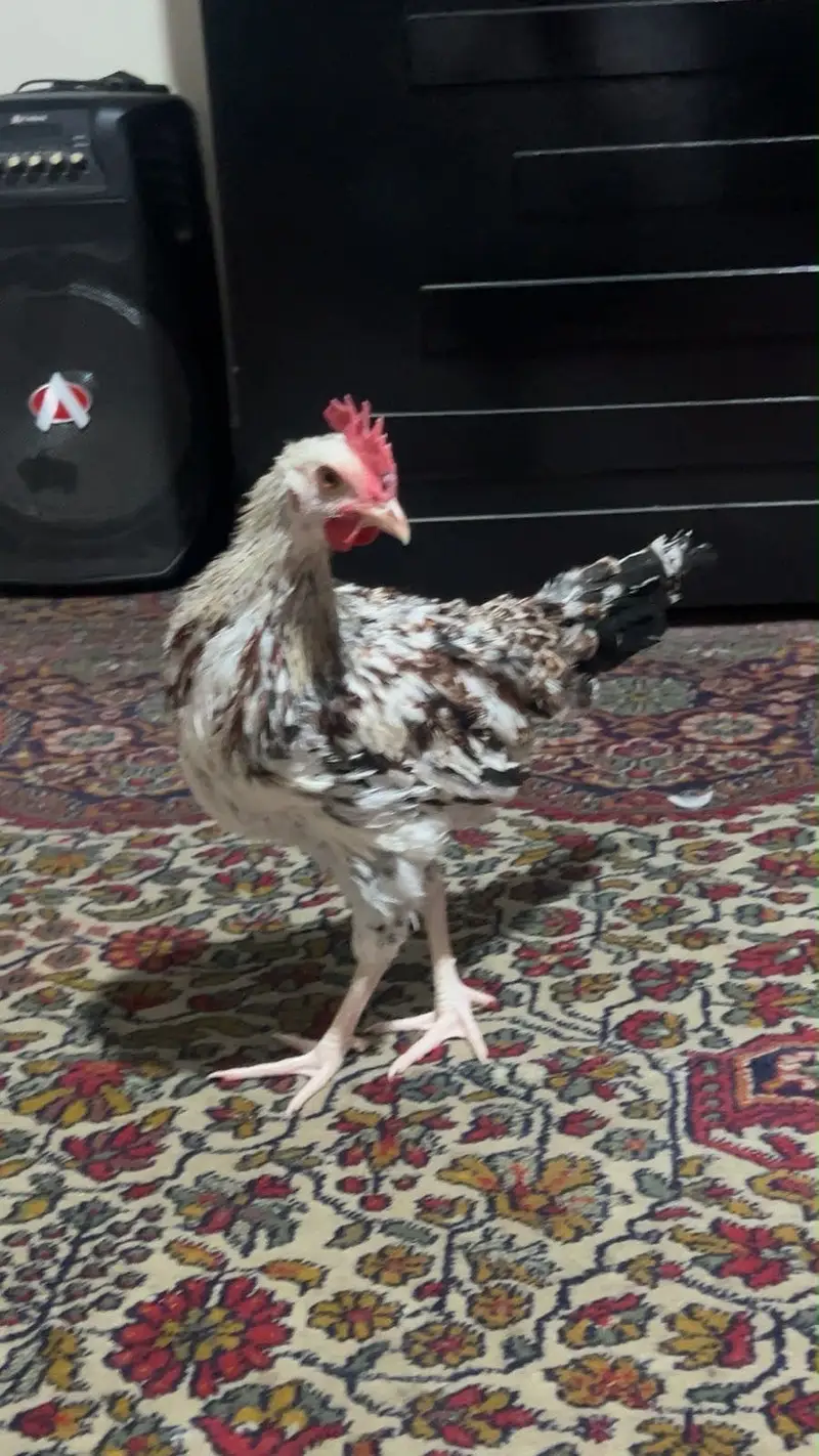 Hen Male (morgah) — photo 4