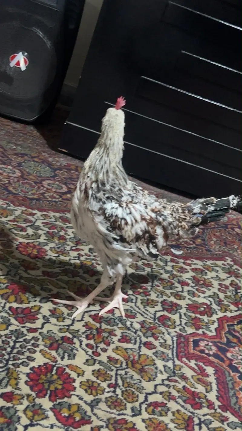 Hen Male (morgah) — photo 5
