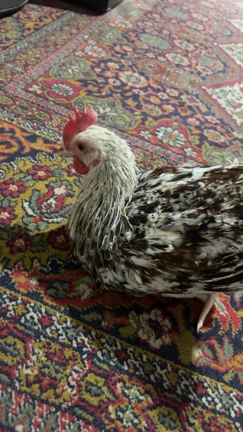 Hen Male (morgah) — photo 6