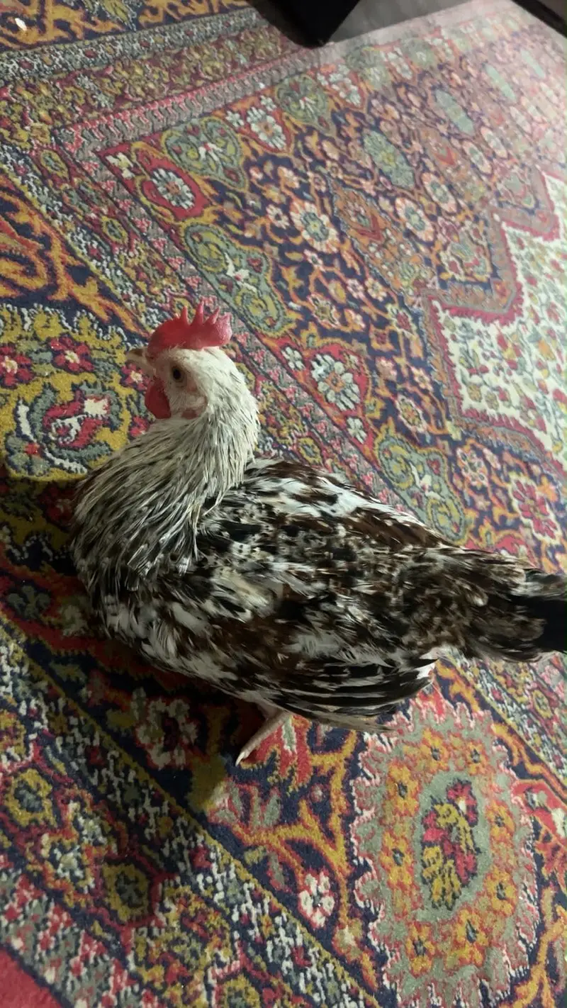 Hen Male (morgah) — photo 7