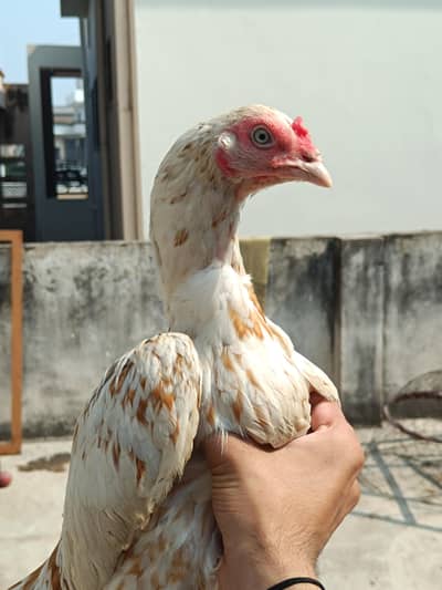 best for breeding