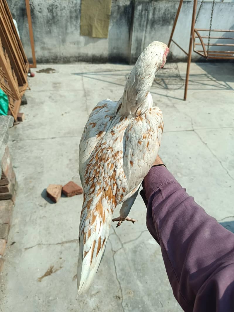 best for breeding 1