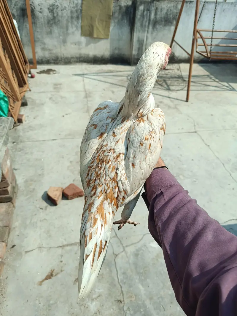 best for breeding — photo 2