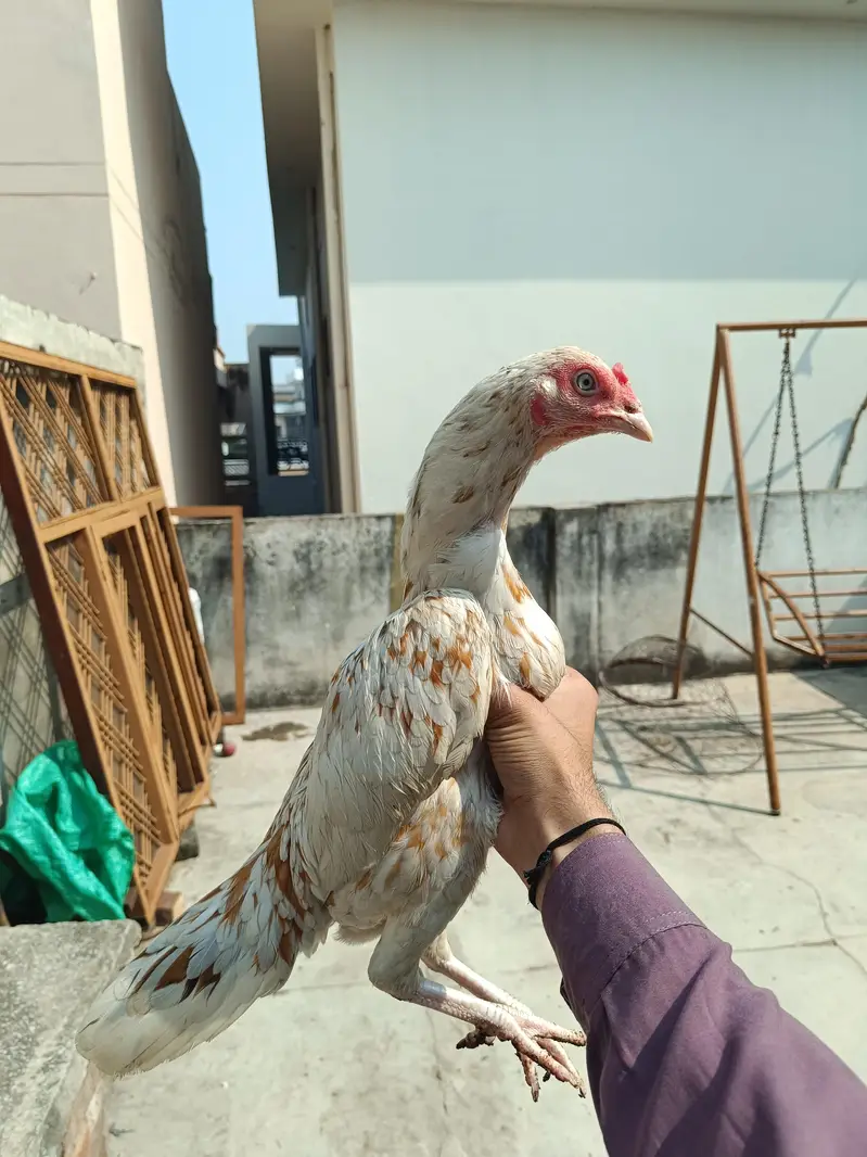 best for breeding — photo 3