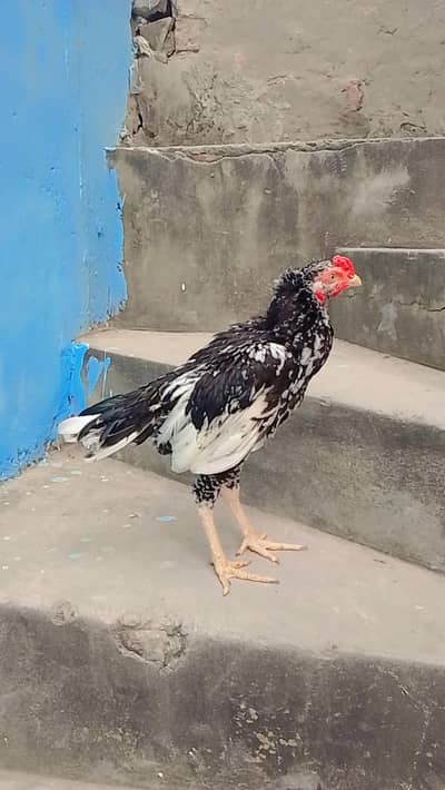 aseel murga