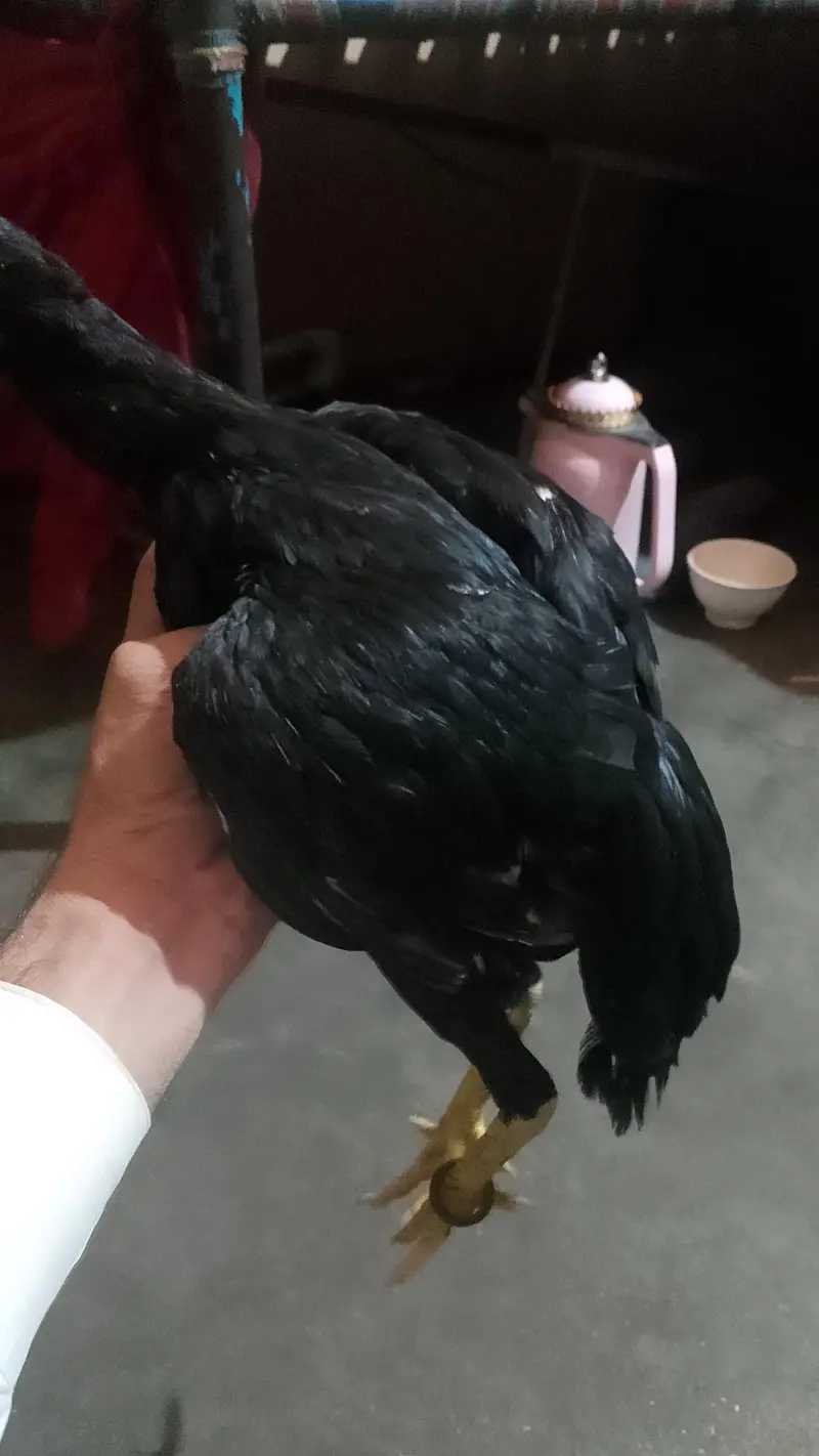 Aseel Mianwali Mushka — photo 2