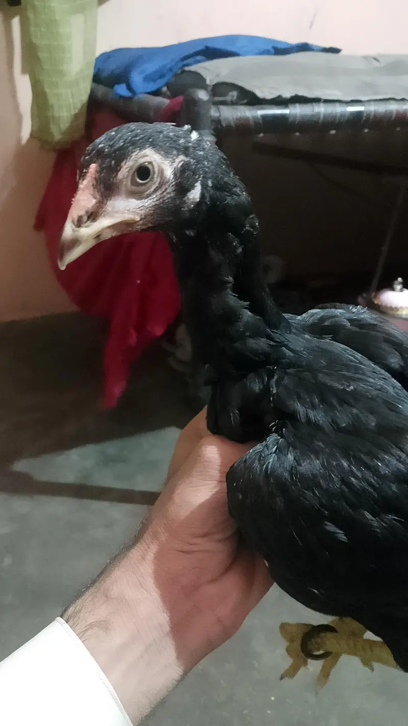Aseel Mianwali Mushka — photo 3