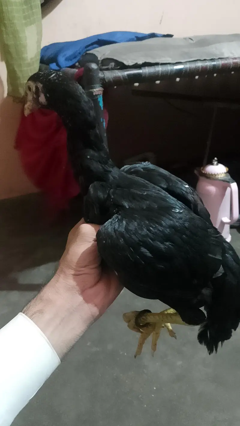 Aseel Mianwali Mushka — photo 4