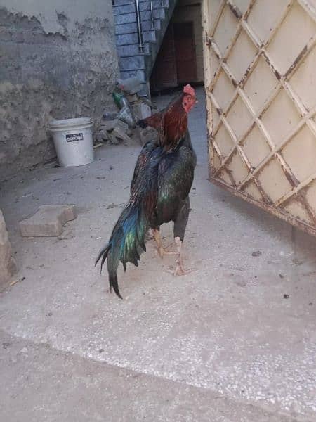 Assel phtha 3