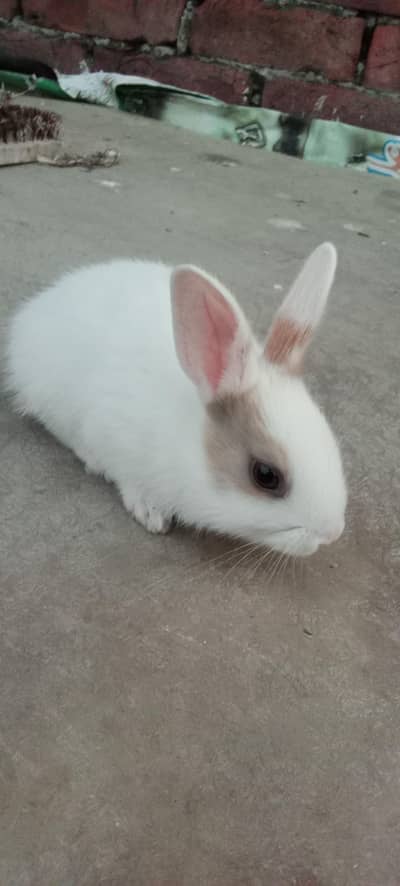 Rabbit babies multi colour beautiful and active